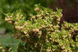 Attēlu rezultāti vaicājumam “Enkianthus chinensis leaf”