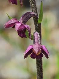 Attēlu rezultāti vaicājumam “Epipactis atrorubens fruit”