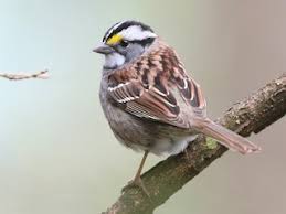 Image result for Zonotrichia albicollis