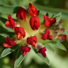 Attēlu rezultāti vaicājumam “Anthyllis vulneraria flower”