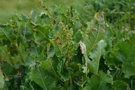 Attēlu rezultāti vaicājumam “Rumex confertus”