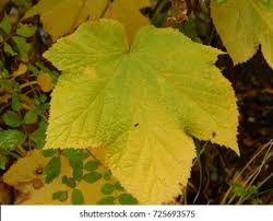 Attēlu rezultāti vaicājumam “Rubus parviflorus leaf”