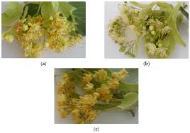 Attēlu rezultāti vaicājumam “Tilia platyphyllos subsp. cordifolia flower”