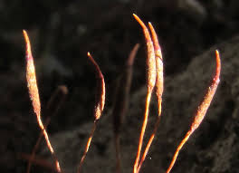 Attēlu rezultāti vaicājumam “Dicranum scoparium sporophyte”