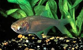 Image result for Hypophthalmichthys molitrix