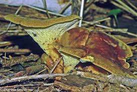 Attēlu rezultāti vaicājumam “Enteridium variabile macro”