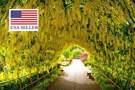 Attēlu rezultāti vaicājumam “Laburnum anagyroides flower”