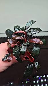 Risultati immagini per bucephalandra pinoh red stem