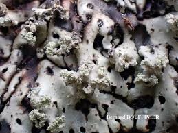 Attēlu rezultāti vaicājumam “Menegazzia terebrata”