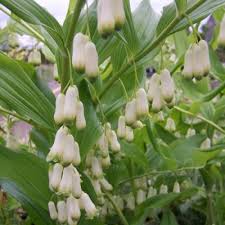 Attēlu rezultāti vaicājumam “Polygonatum multiflorum  flower”