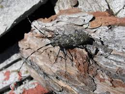 Attēlu rezultāti vaicājumam “Monochamus sutor”