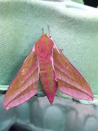 Attēlu rezultāti vaicājumam “Deilephila elpenor imago”