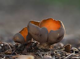 Attēlu rezultāti vaicājumam “Otidea bufonia”