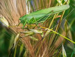 Attēlu rezultāti vaicājumam “Tettigoniodea exuvia”