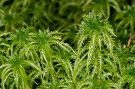 Attēlu rezultāti vaicājumam “Sphagnum riparium”