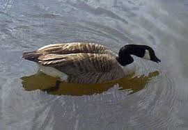 Attēlu rezultāti vaicājumam “Branta canadensis”