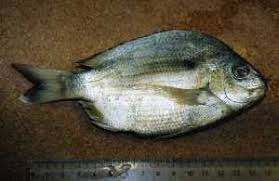 Image result for Archosargus rhomboidalis