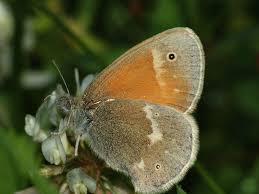 Attēlu rezultāti vaicājumam “Coenonympha tullia”