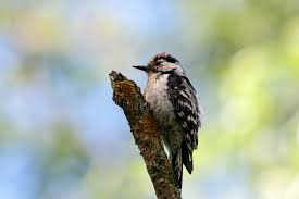 Attēlu rezultāti vaicājumam “Dendrocopos minor”