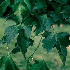 Attēlu rezultāti vaicājumam “Tilia platyphyllos Laciniata”