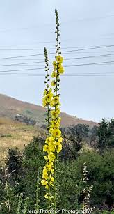 Attēlu rezultāti vaicājumam “Verbascum”