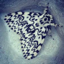 Attēlu rezultāti vaicājumam “Lymantria monacha imago”