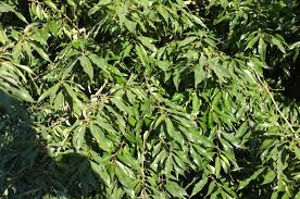 Attēlu rezultāti vaicājumam “Salix myrsinifolia leaf”