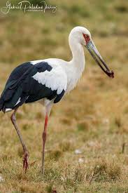 Attēlu rezultāti vaicājumam “Ciconiiformes”