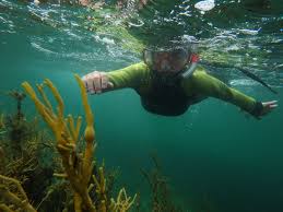 Image result for Wyndley Seals Snorkelling Club