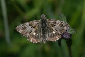 Attēlu rezultāti vaicājumam “Carcharodus floccifera upperside”