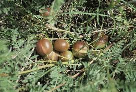 Attēlu rezultāti vaicājumam “Astragalus arenarius fruit”