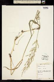 Attēlu rezultāti vaicājumam “Agrostis stolonifera subsp. straminea”