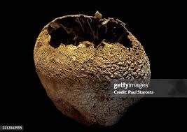 Attēlu rezultāti vaicājumam “Calvatia utriformis”