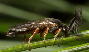 Attēlu rezultāti vaicājumam “Neodiprion sertifer”