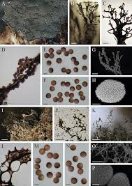 Attēlu rezultāti vaicājumam “Amaurochaete fusiformis”