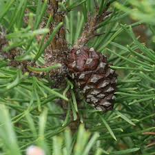 Attēlu rezultāti vaicājumam “Pinus mugo fruit”