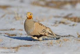 Image result for Syrrhaptes paradoxus