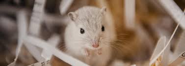 Image result for Gerbil