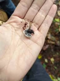 Attēlu rezultāti vaicājumam “Tilachlidium brachiatum”