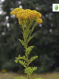 Attēlu rezultāti vaicājumam “Jacobaea vulgaris flower”