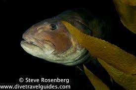 Image result for Centropristis striata