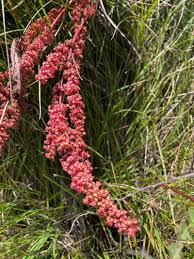 Attēlu rezultāti vaicājumam “Rumex aquaticus fruit”