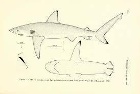 Image result for Carcharhinus obscurus