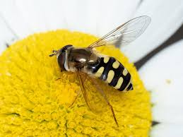 Attēlu rezultāti vaicājumam “Eupeodes corollae”