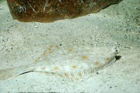 Image result for Platichthys flesus