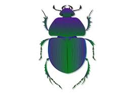 Attēlu rezultāti vaicājumam “Trypocopris vernalis”