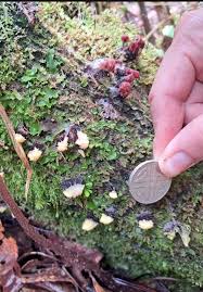 Attēlu rezultāti vaicājumam “Stemonitis fusca stalked”