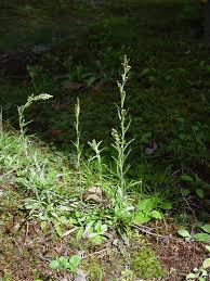 Attēlu rezultāti vaicājumam “Gnaphalium sylvaticum flower”