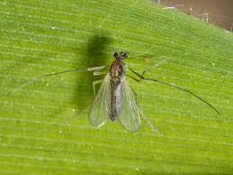 Attēlu rezultāti vaicājumam “Tanytarsus”