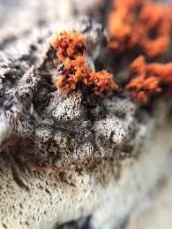 Attēlu rezultāti vaicājumam “Metatrichia vesparia”